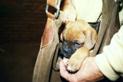 Der Hund Kurt, Vernissage 6