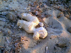Strandpudel