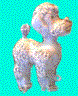 2000m92h_StrandPudel.gif (45107 Byte)